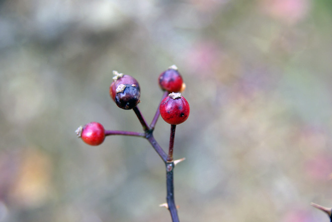 _IGP6857.jpg(52167 byte)